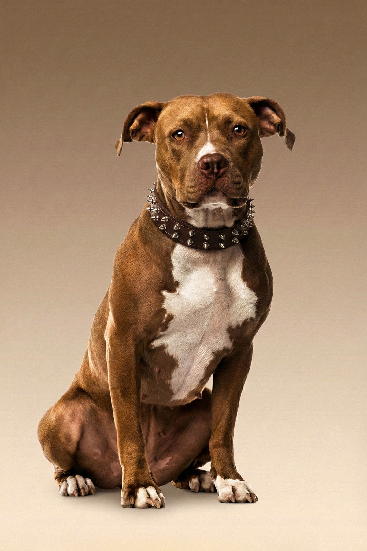 VANTA Leather Collar