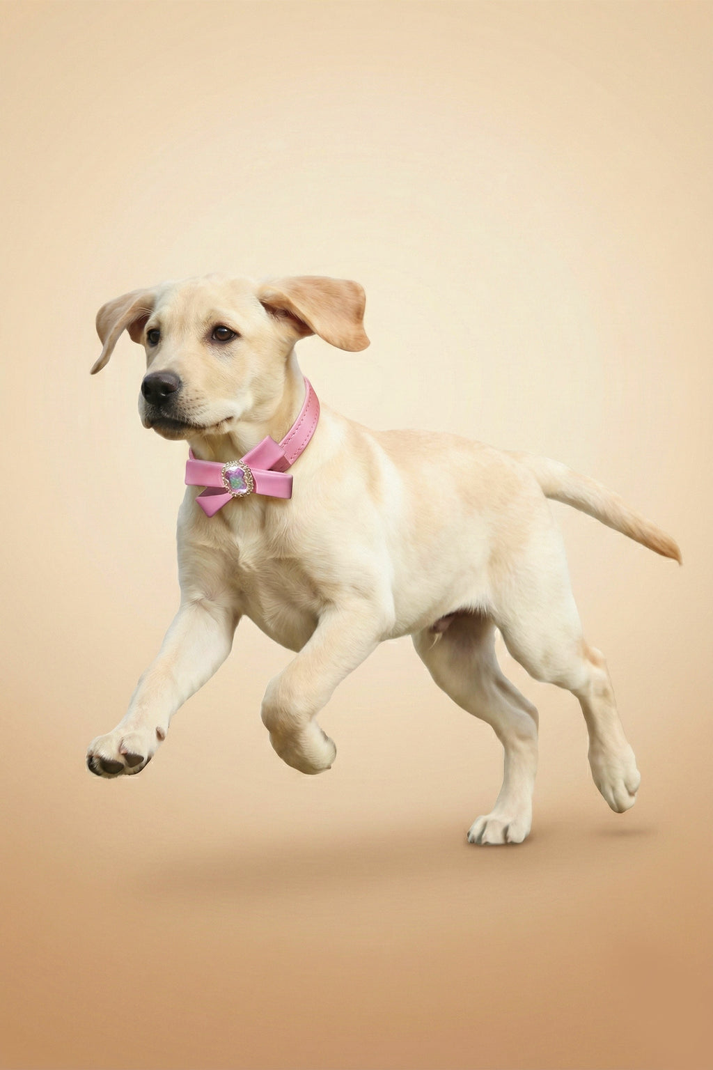 CAVALIER Heritage Leather Collar