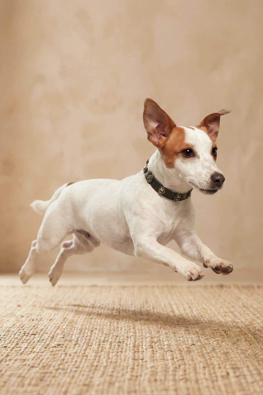 ATELIER Signature  Diamond Leather Collar