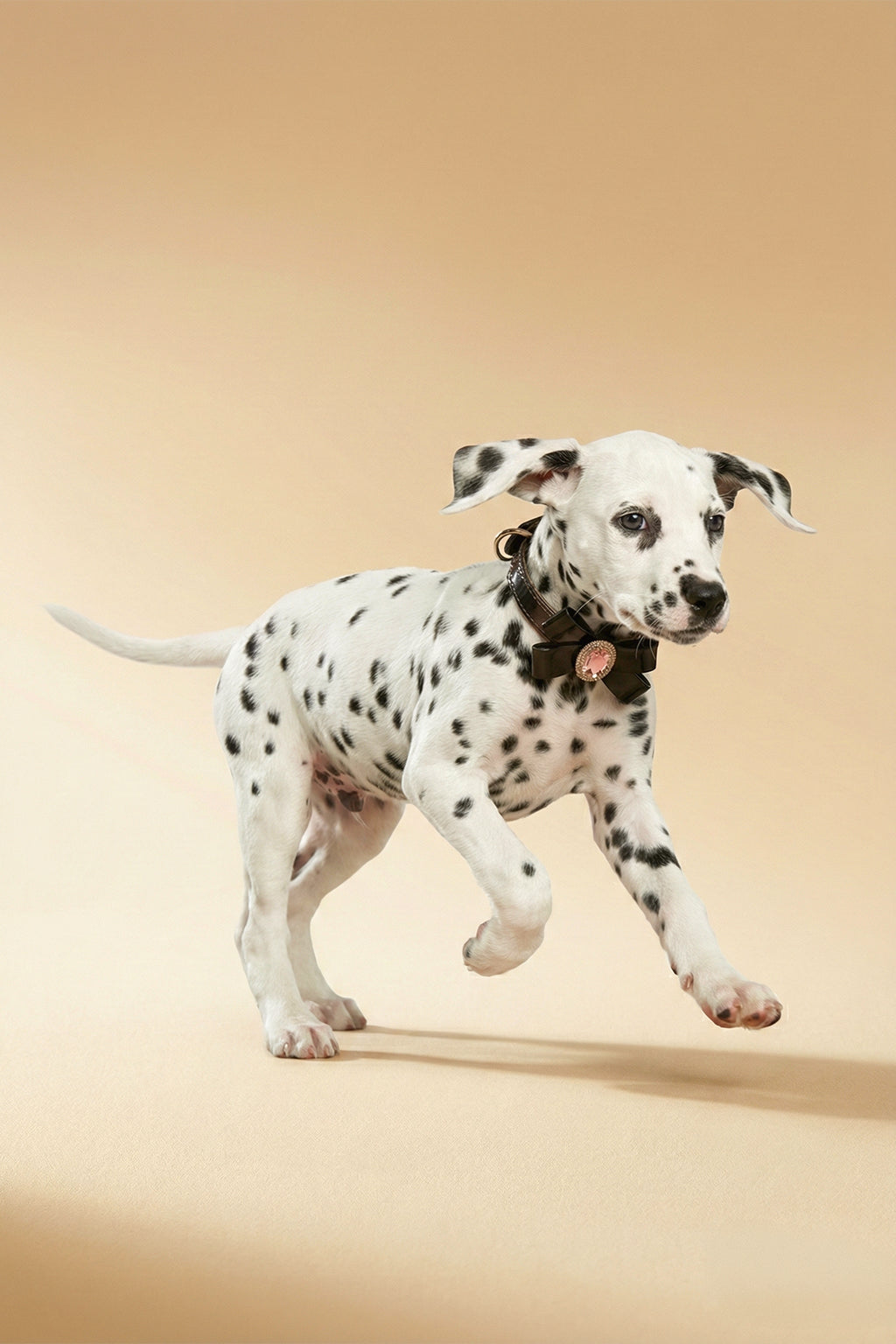 CAVALIER Heritage Leather Collar