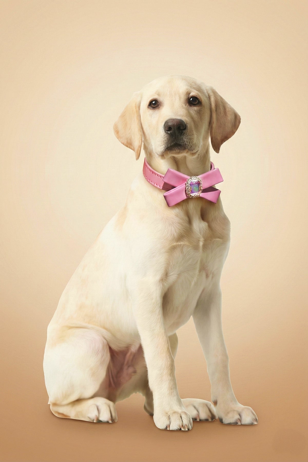 CAVALIER Heritage Leather Collar