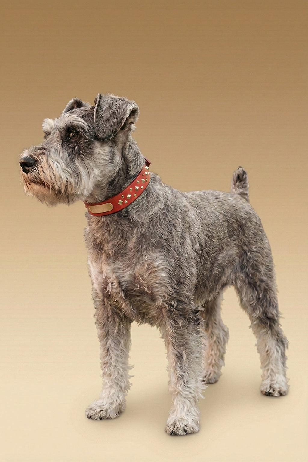 MONOCORE  Leather Collar